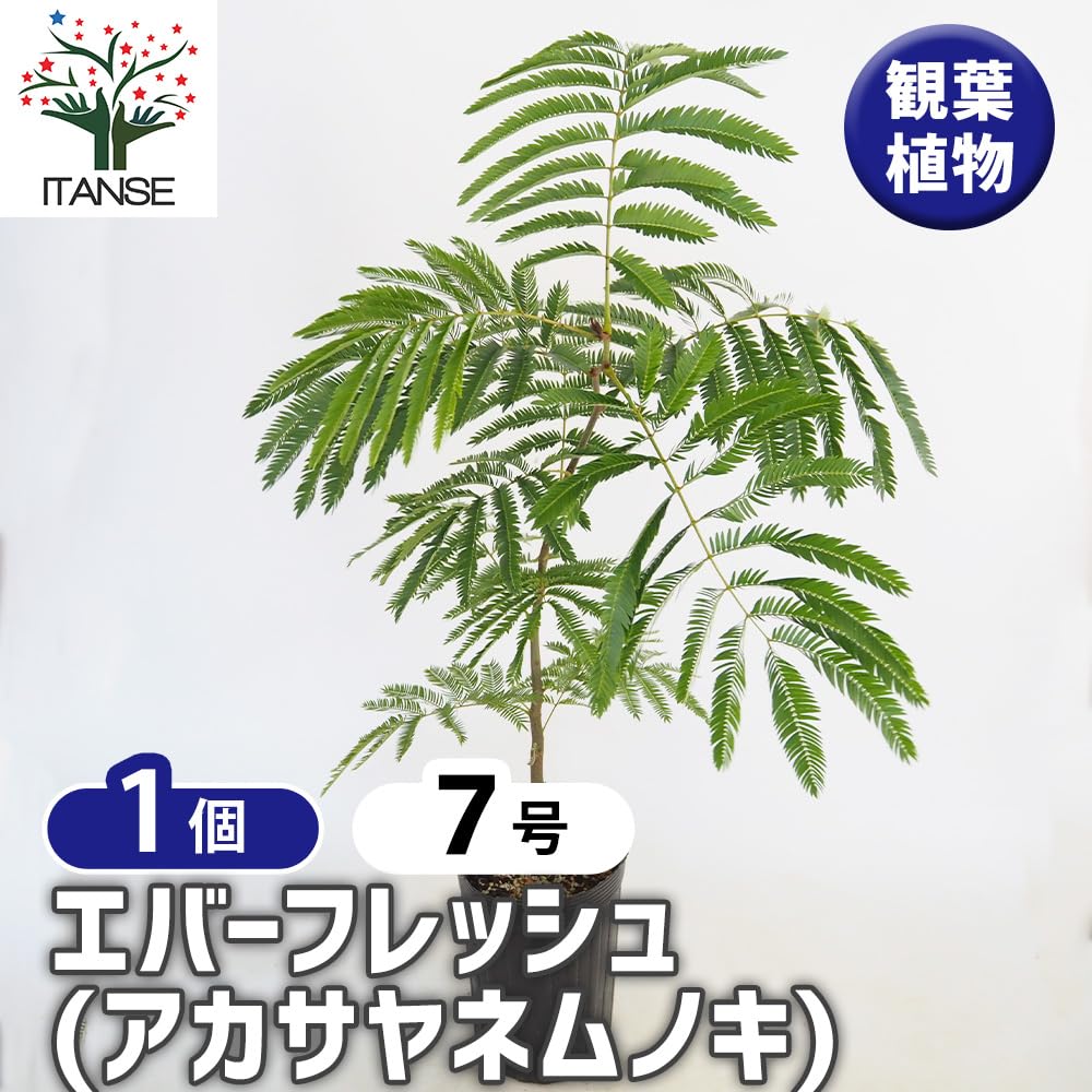 Amazon｜エバーフレッシュ(アカサヤネムノキ) 7号 1個売り【品種で